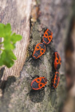 Güneşli ormanda, bagajda siyah lekeli kırmızı böcekler...