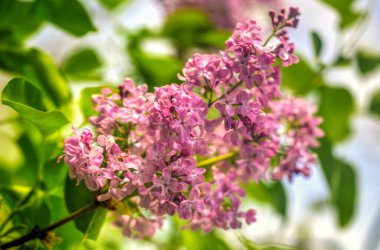 Güzel leylak çiçekleri yakın görünüm