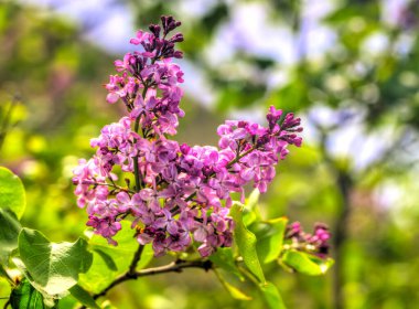 Güzel leylak çiçekleri yakın görünüm