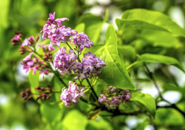 Güzel leylak çiçekleri yakın görünüm