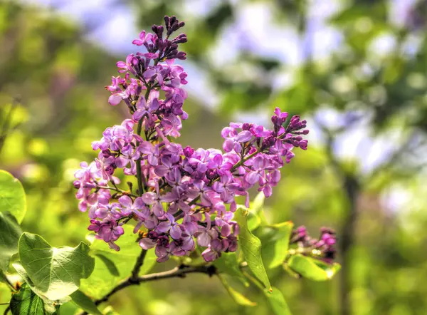 Güzel leylak çiçekleri yakın görünüm