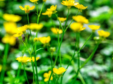 Yeşil çayır üzerinde güzel taze bahar çiçekleri. Yakın görüş.