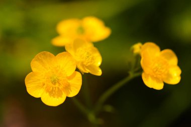 Yeşil çayır üzerinde güzel taze bahar çiçekleri. Yakın görüş.