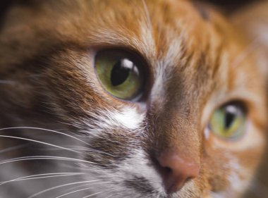 Sarı gözlü, komik kedi yüzlü.