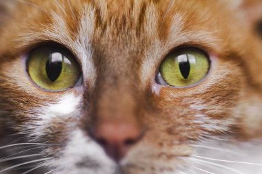 Sarı gözlü, komik kedi yüzlü.