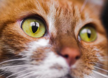 Sarı gözlü, komik kedi yüzlü.