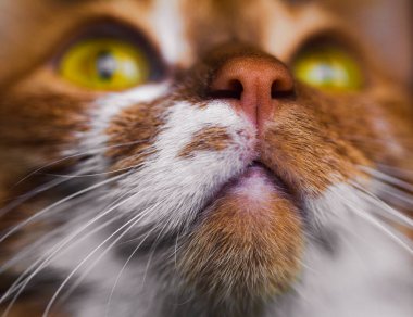 Sarı gözlü, komik kedi yüzlü.