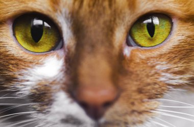 Sarı gözlü, komik kedi yüzlü.