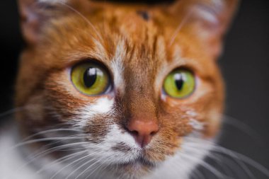 Sarı gözlü, komik kedi yüzlü.