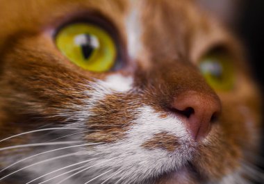 Sarı gözlü, komik kedi yüzlü.