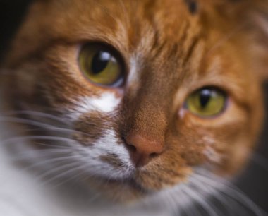 Sarı gözlü, komik kedi yüzlü.