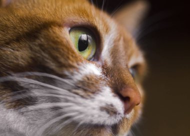 Sarı gözlü, komik kedi yüzlü.