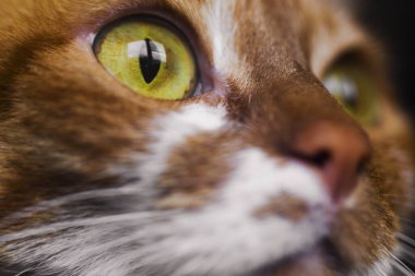 Sarı gözlü, komik kedi yüzlü.