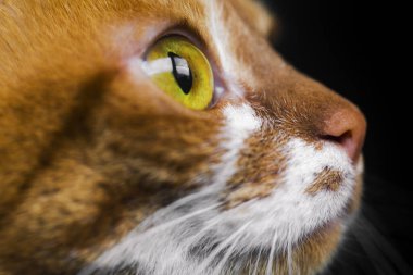 Sarı gözlü, komik kedi yüzlü.