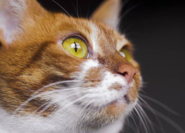 Sarı gözlü, komik kedi yüzlü.