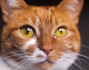 Sarı gözlü, komik kedi yüzlü.