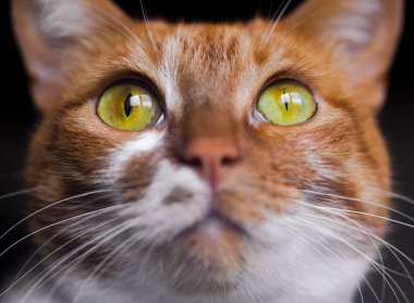 Sarı gözlü, komik kedi yüzlü.