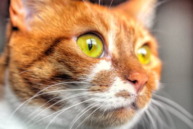 Sarı gözlü, komik kedi yüzlü.