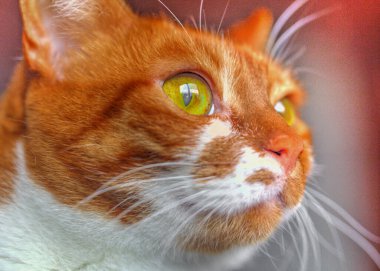 Sarı gözlü, komik kedi yüzlü.