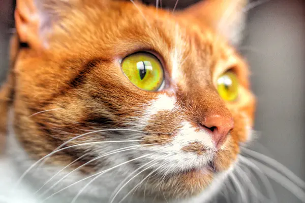 Sarı gözlü, komik kedi yüzlü.