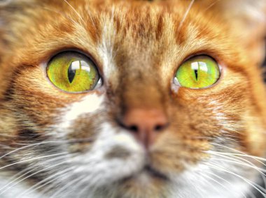 Sarı gözlü, komik kedi yüzlü.