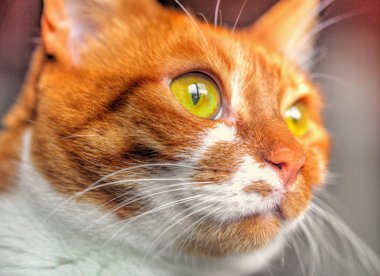 Sarı gözlü, komik kedi yüzlü.