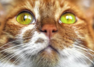 Sarı gözlü, komik kedi yüzlü.