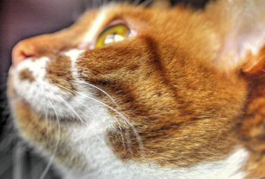 Sarı gözlü, komik kedi yüzlü.