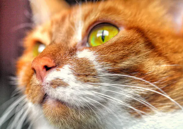 Sarı gözlü, komik kedi yüzlü.