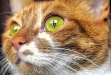 Sarı gözlü, komik kedi yüzlü.