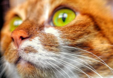 Sarı gözlü, komik kedi yüzlü.