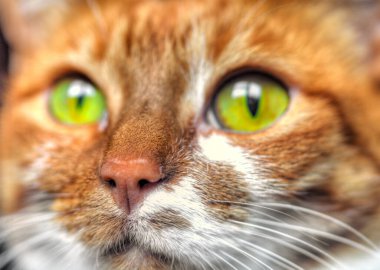 Sarı gözlü, komik kedi yüzlü.