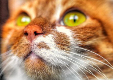 Sarı gözlü, komik kedi yüzlü.