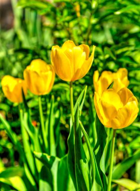 Bahçedeki güzel sarı lale çiçekleri yakın plan