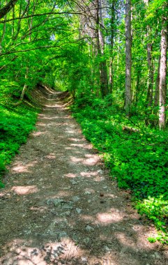 Taze yeşil bir orman boyunca orman yolu