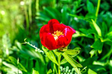 Güzel şakayık çiçeği, yakın görünüm