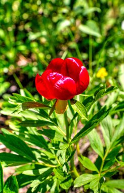Güzel şakayık çiçeği, yakın görünüm