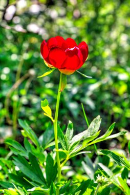 Güzel şakayık çiçeği, yakın görünüm