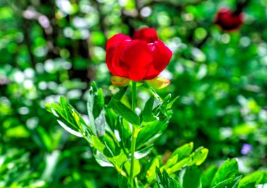 Güzel şakayık çiçeği, yakın görünüm