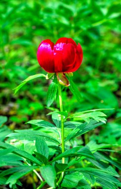 Güzel şakayık çiçeği, yakın görünüm
