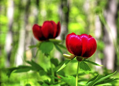 Güzel şakayık çiçeği, yakın görünüm