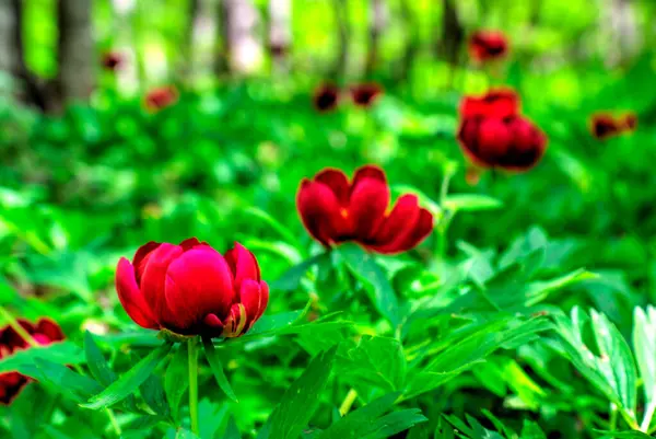 Güzel şakayık çiçeği, yakın görünüm