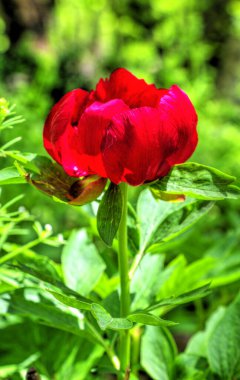 Güzel şakayık çiçeği, yakın görünüm