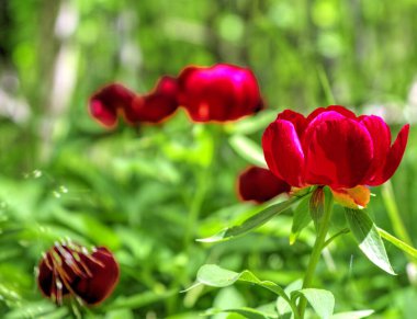 Güzel şakayık çiçekleri yakın görünüm