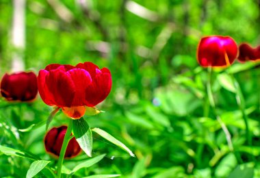 Güzel şakayık çiçekleri yakın görünüm