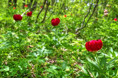 Güzel şakayık çiçekleri yakın görünüm