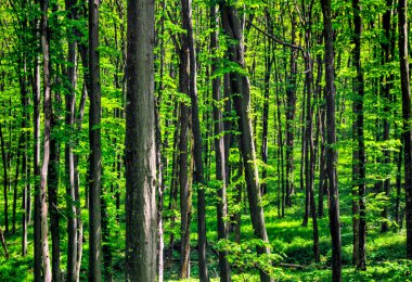 Güzel yeşil orman arka planı