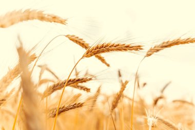 Wheat crop sun sky landscape. Agriculture summer harvest. Cereal bread grain in farm on sunset golden background. Field yellow rye plant