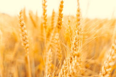 Wheat crop sun sky landscape. Agriculture summer harvest. Cereal bread grain in farm on sunset golden background. Field yellow rye plant