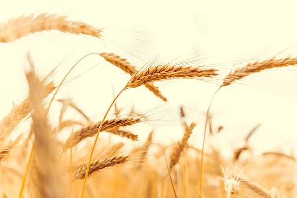 Wheat Crop Sun Sky Landscape Agriculture Summer Harvest Cereal Bread — Foto Stock
